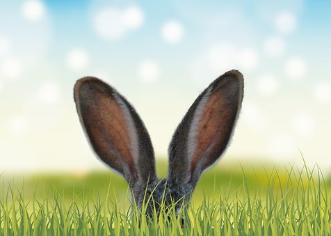 grass-3249879__340